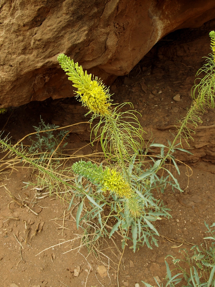 Plant natural blossom