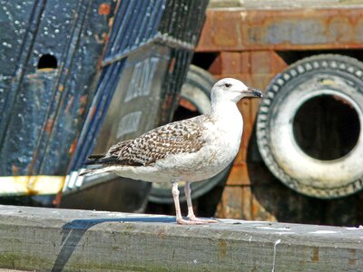 Seagull port water bird