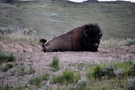 America buffalo wyoming