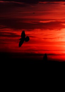Red birds sunrise photo