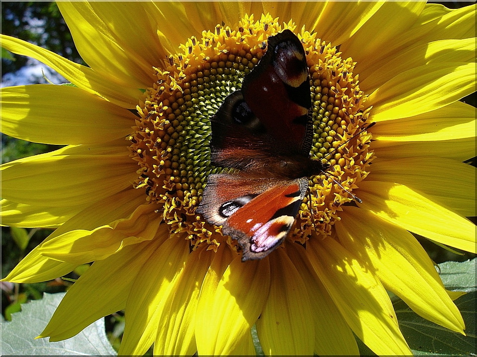 Butterfly enlarge view summer