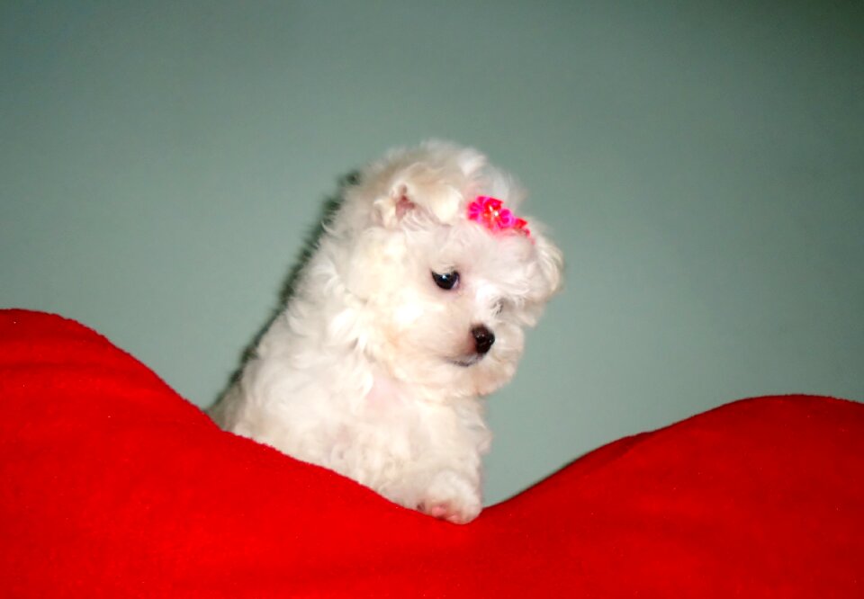 Animal adorable beautiful