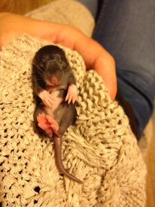 Little thing small rodent