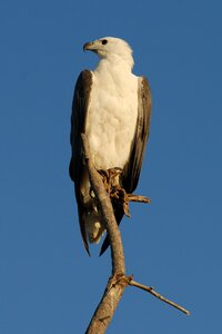 Adler raptor animal