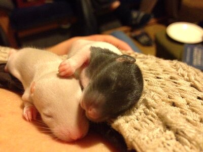 Little thing small rodent
