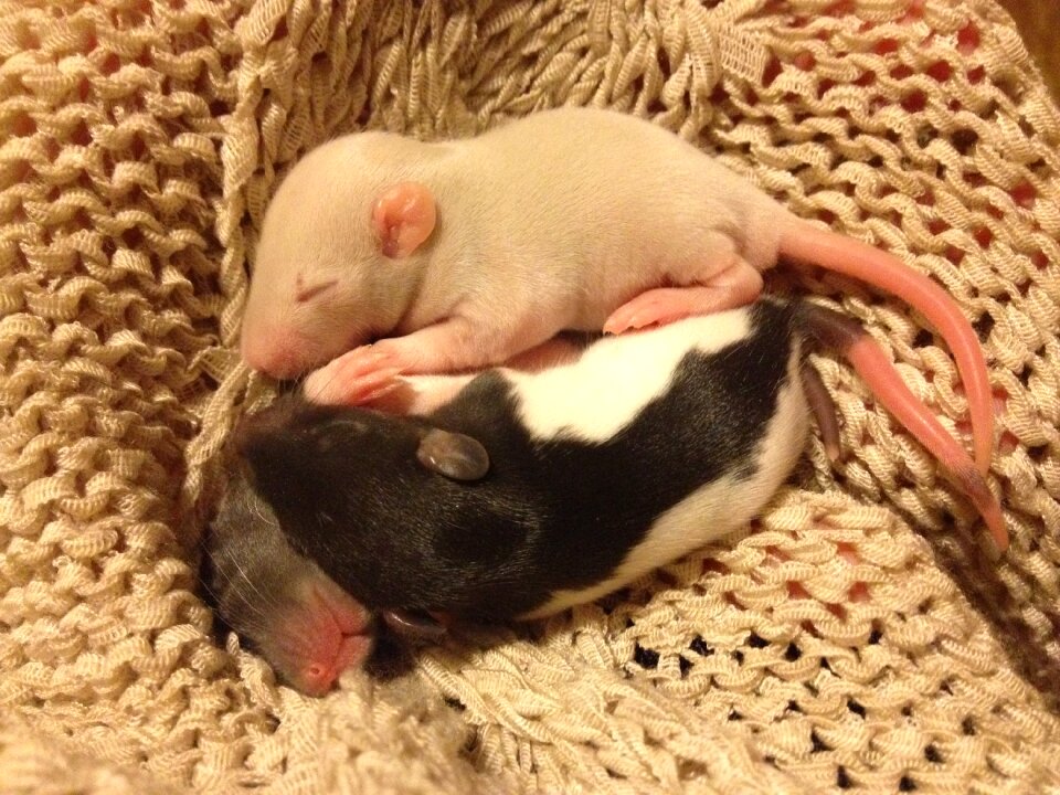 Little thing small rodent