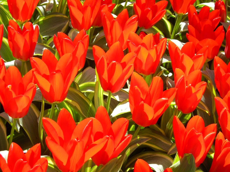 Nature spring red tulips