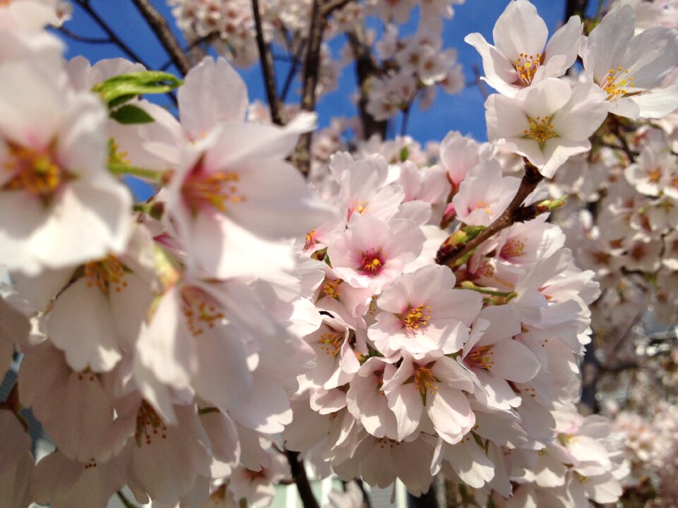 Japan branch bloom