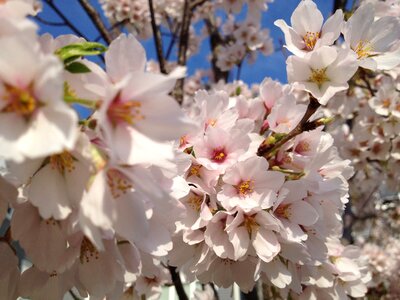 Japan branch bloom photo