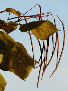 Ornamental fruits tree