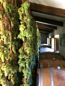 Harvest winery photo