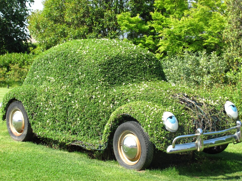Beetle flower plants