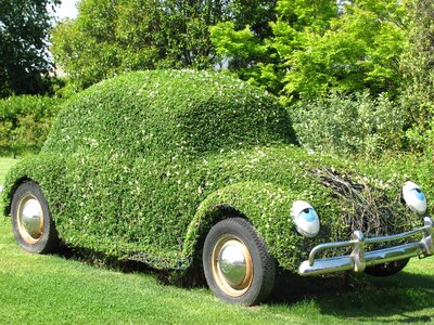 Beetle flower plants