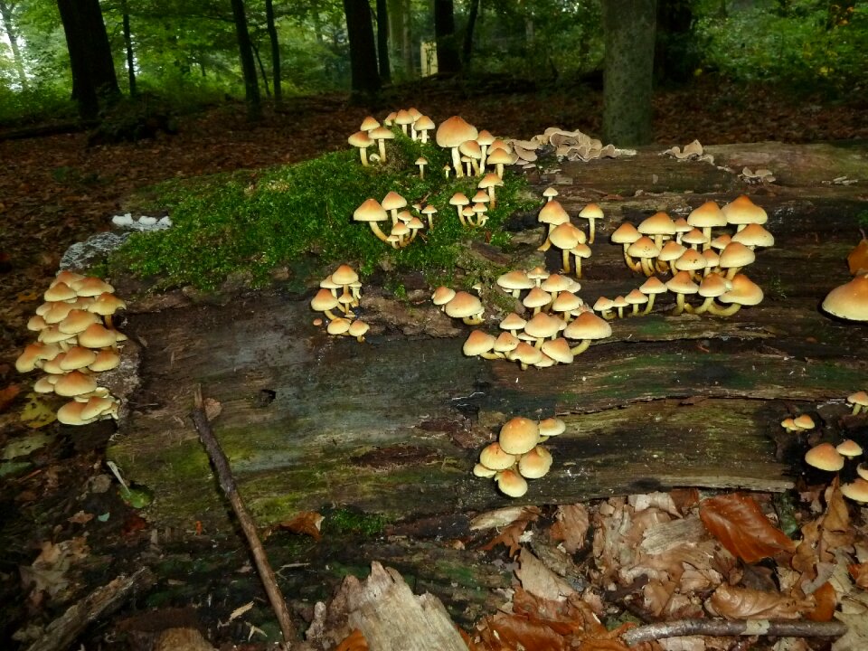 Nature tree stump tree fungus