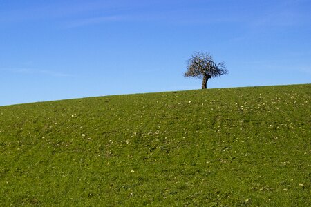 Lonely nature photo