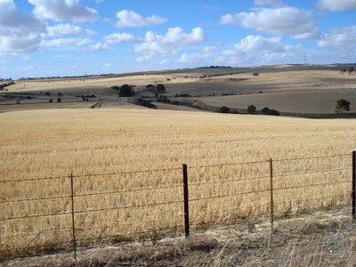 Grain sky agriculture