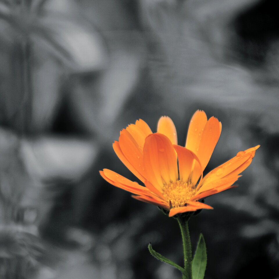 Flowers orange black and white