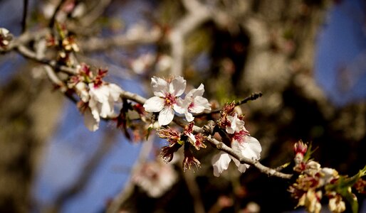 Almond nature photo