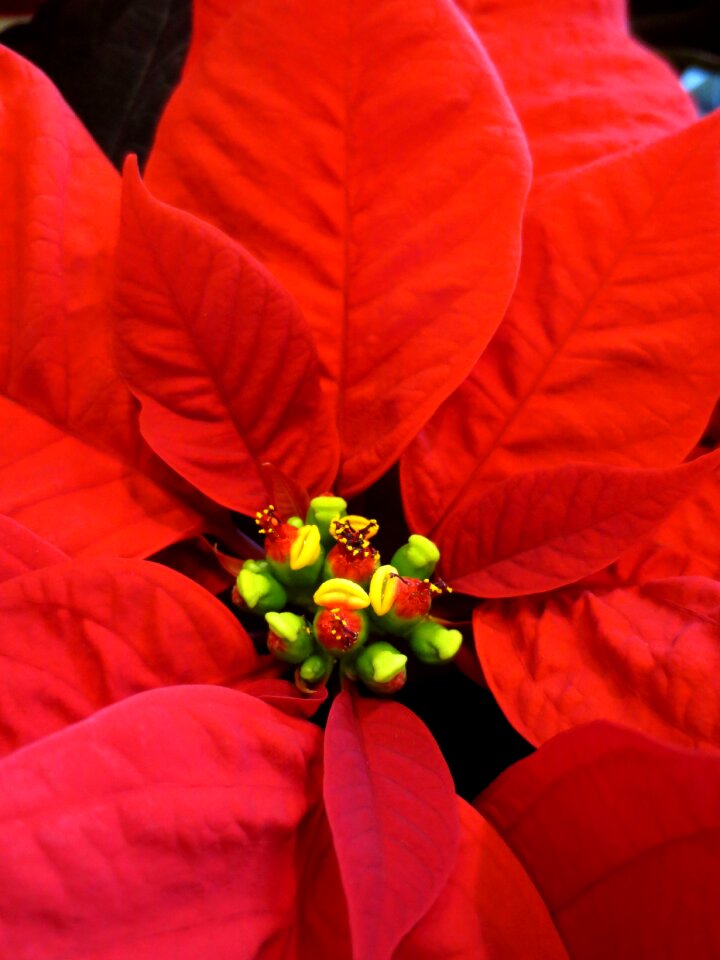 Red holiday decoration