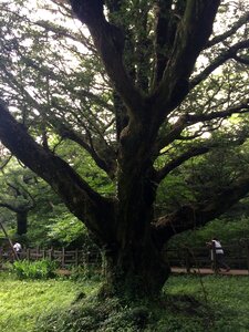 Visa tree wood jeju photo
