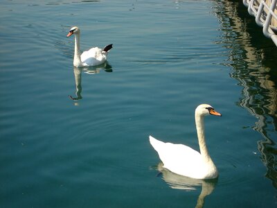 Birds lake water
