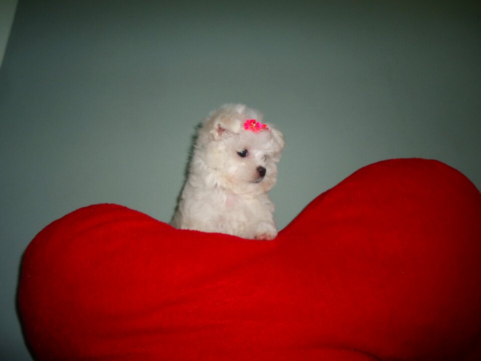 Maltese heart dog puppy