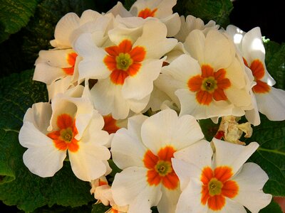 Bouquet of flowers close up thank you photo