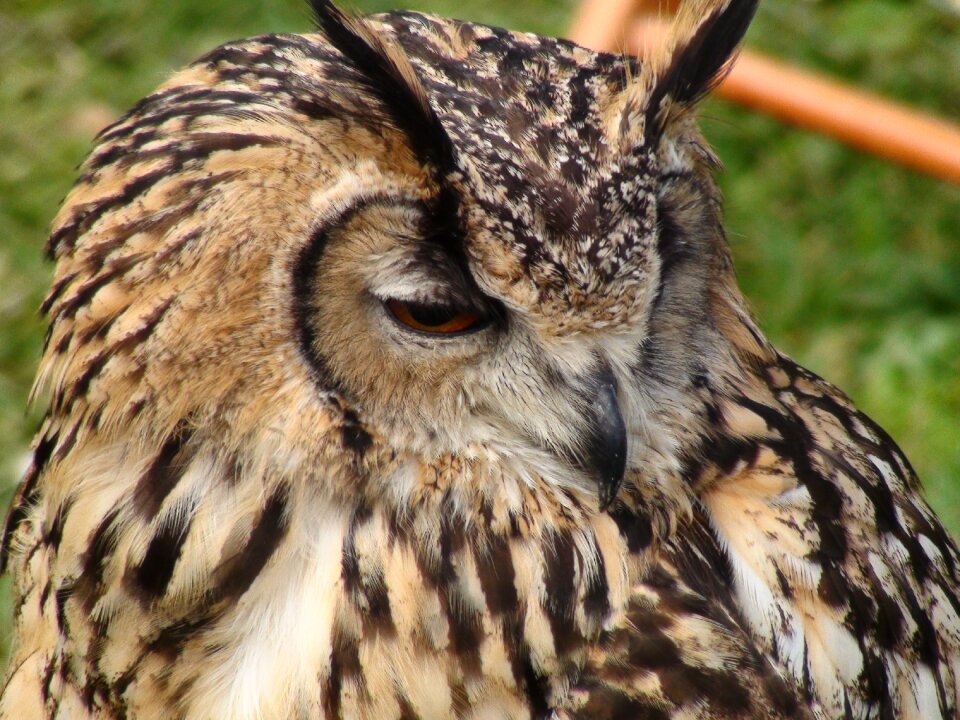 Nature animal animals