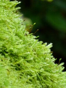 Nature forest plant