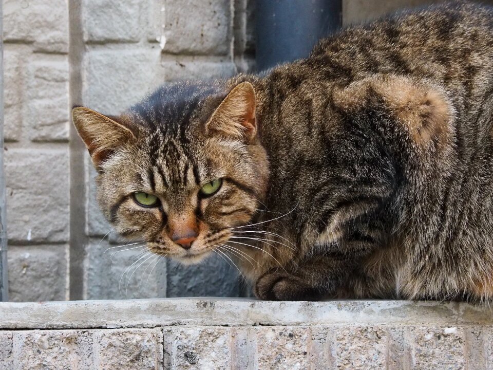 Cat wall eyes
