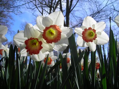 Spring daffodil close up photo