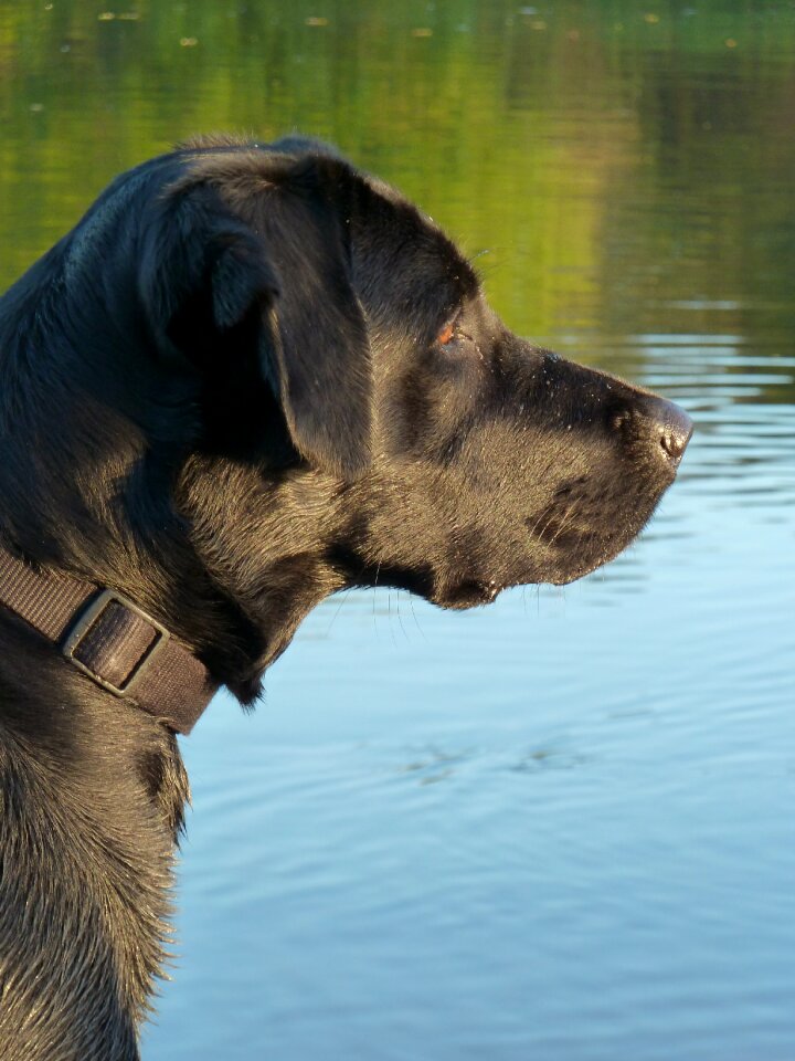 Pet black dog nose photo