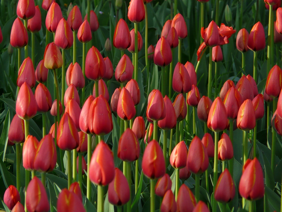 Closed to tulpenbluete