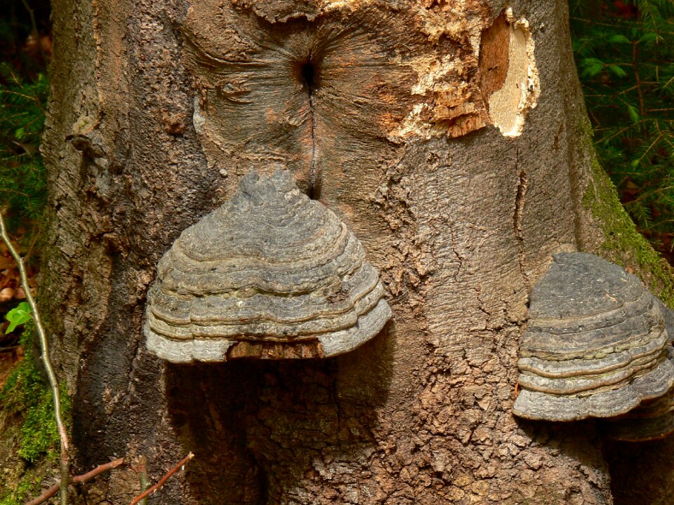 Mushrooms on tree tree fungus nature