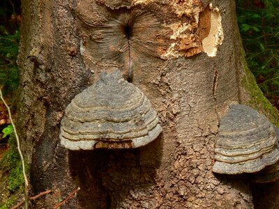 Mushrooms on tree tree fungus nature