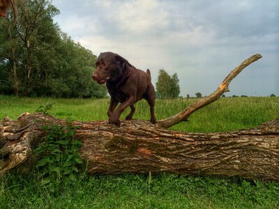 Nature jump tree