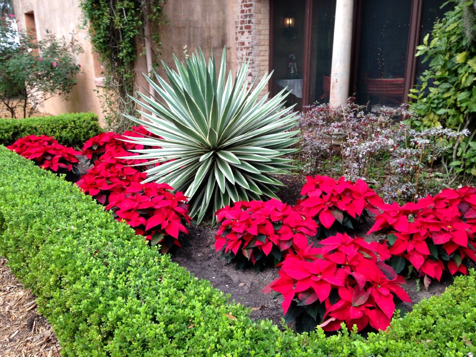 Xmas red seasonal
