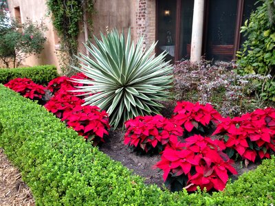 Xmas red seasonal