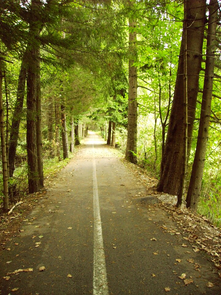 Nature path road photo