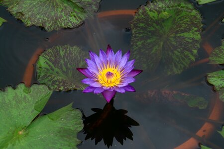 Flowers pond floral buddhism