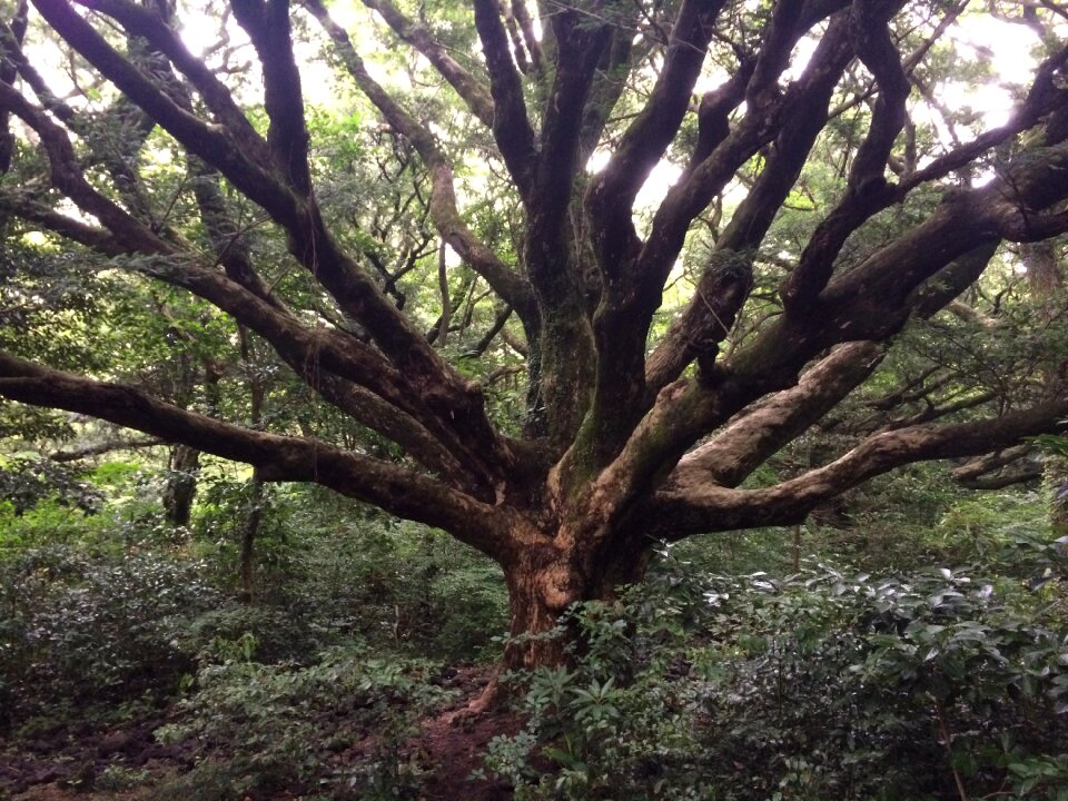 Visa tree wood jeju