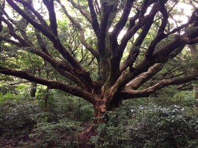 Visa tree wood jeju