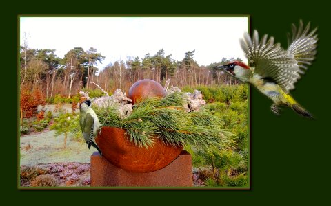 Woodpeckers garden Free photos