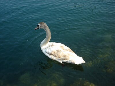 Birds lake water