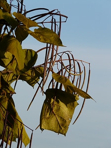 Ornamental fruits tree