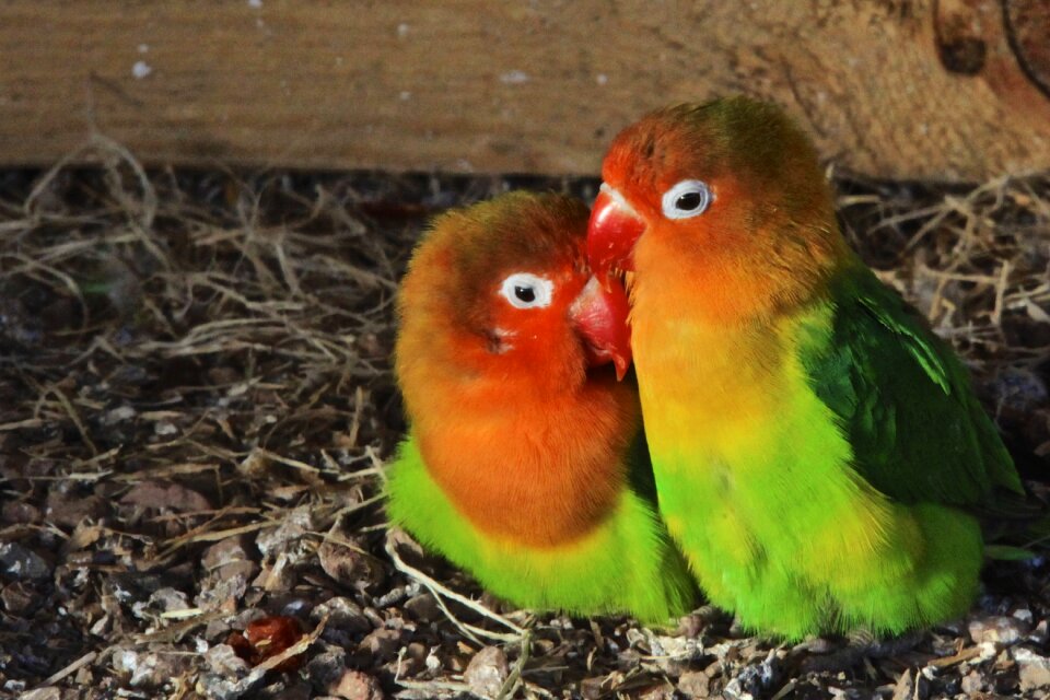 Birds couple colors