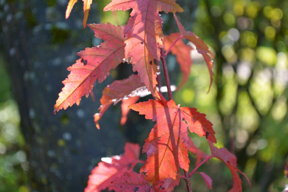 Nature autumn leaves