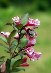 Pink green garden