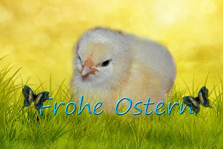 Feather bird hatched