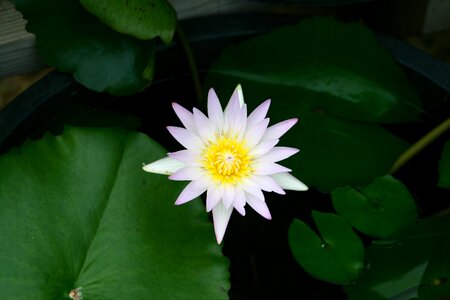Flowers pond floral buddhism
